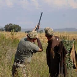 Driven Pigeon Shooting in South Africa